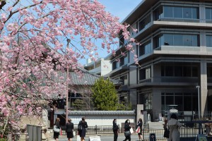 桜の花もおめでとうと言ってるようですね♪